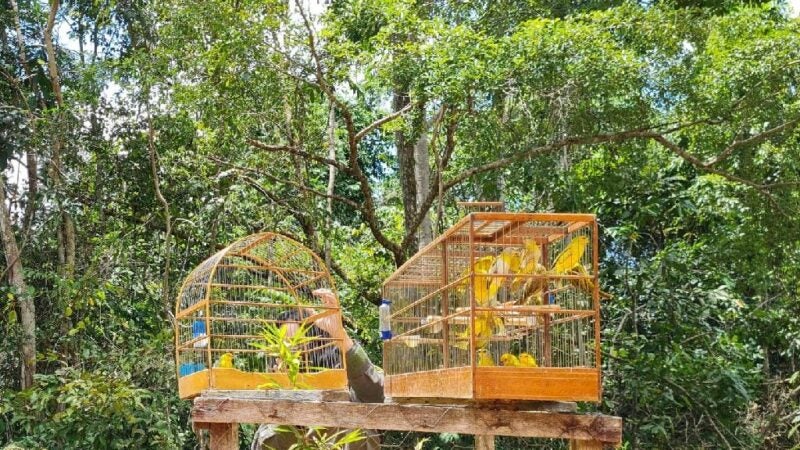 Sema-MT realiza soltura de 150 pássaros de espécie amazônica apreendidos em transporte ilegal