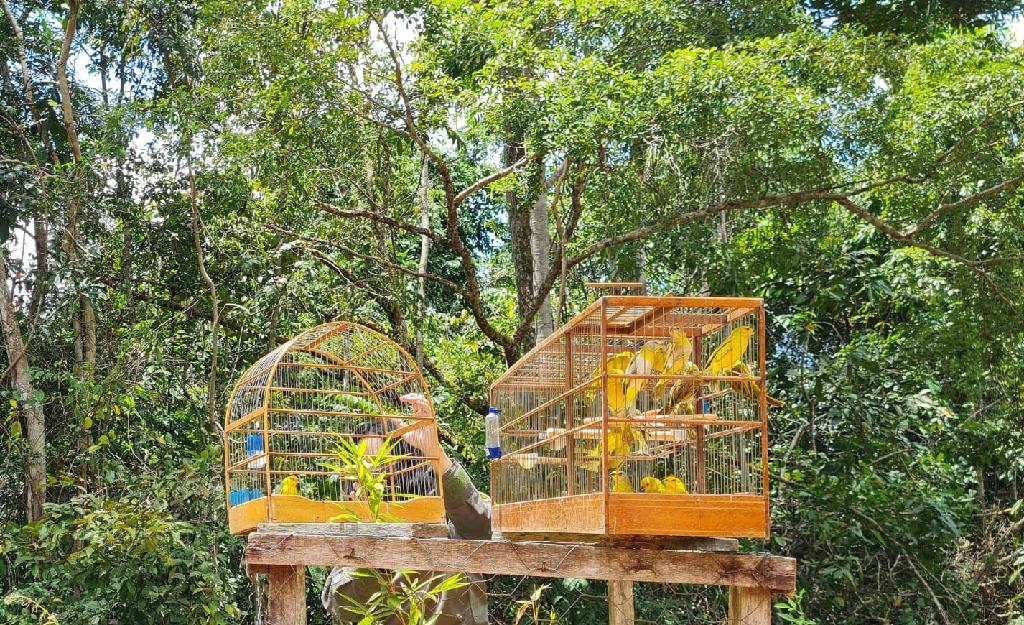 Sema-MT realiza soltura de 150 pássaros de espécie amazônica apreendidos em transporte ilegal