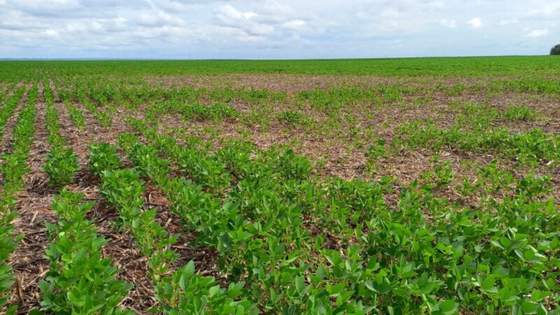 Cascudinho-da-soja tem aparecido muito nas lavouras de soja de Mato Praga exige atenção e cautela da classe produtora