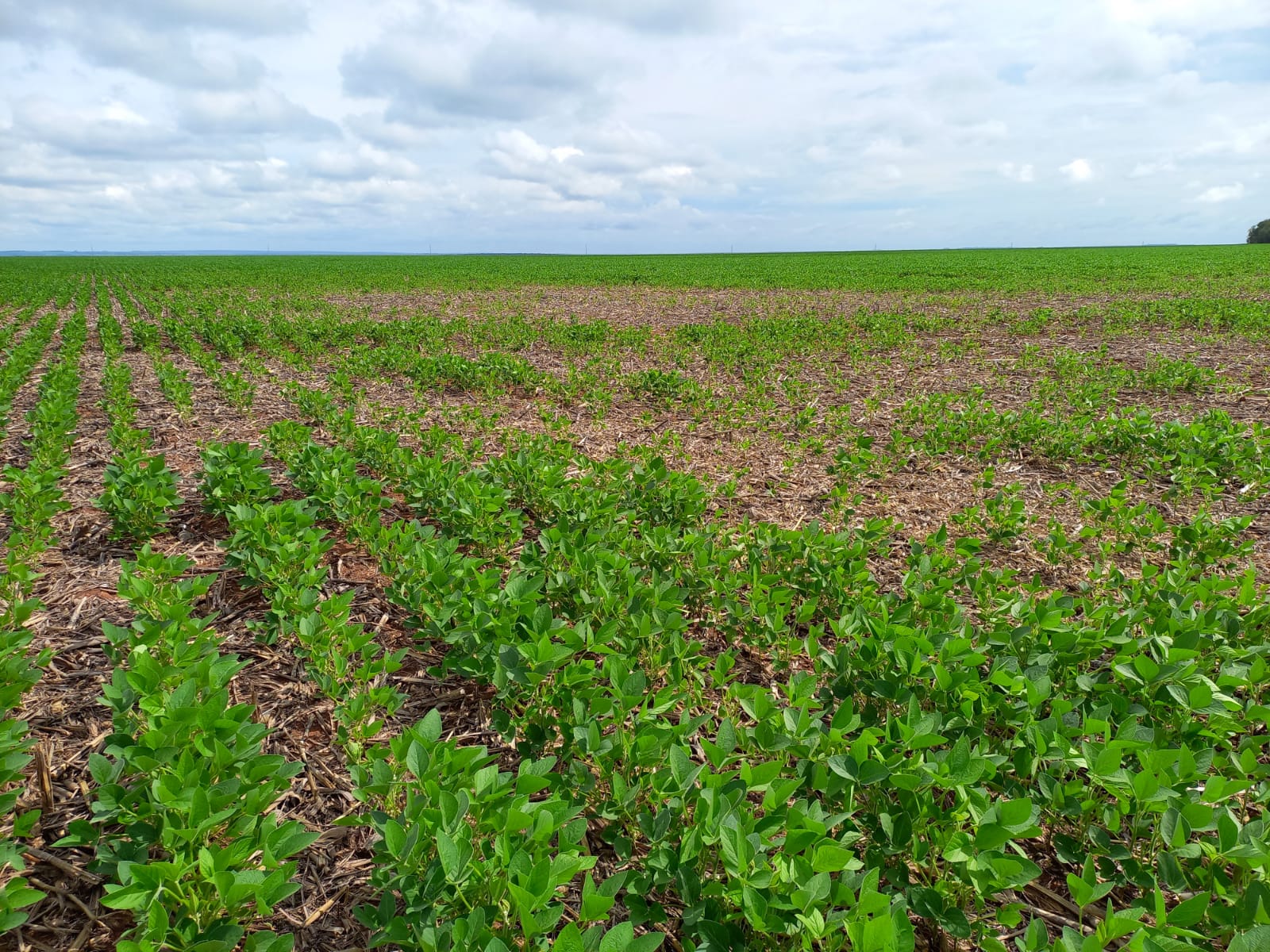 Cascudinho-da-soja tem aparecido muito nas lavouras de soja de Mato Praga exige atenção e cautela da classe produtora