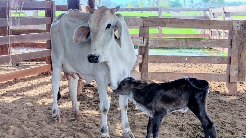 Termina no dia 21 seleção de associações para receber investimentos do governo de Mato Grosso para fomento da bacia leiteira  