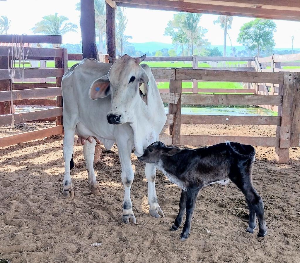 Termina no dia 21 seleção de associações para receber investimentos do governo de Mato Grosso para fomento da bacia leiteira  