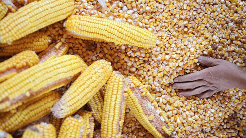 Avança venda de milho das safras atual e futura em Mato Grosso