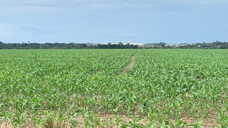 Avanço do plantio do milho em algumas regiões de Mato Grosso pode ser dificultado, prevê IMEA