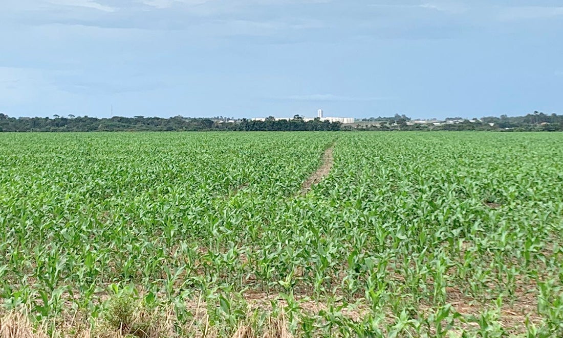 Avanço do plantio do milho em algumas regiões de Mato Grosso pode ser dificultado, prevê IMEA