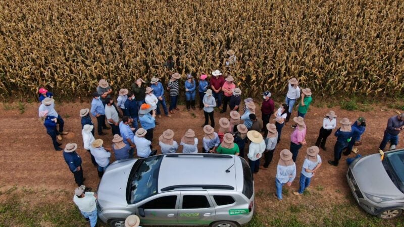 Aprosoja-MT proporciona visita técnica da cigarrinha-do-milho com MAPA, Embrapa e Indea-MT