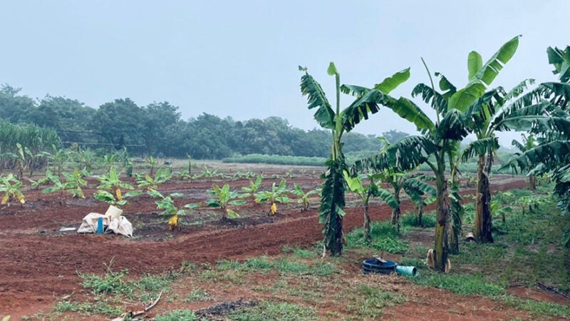 Nova variedade de banana pesquisada em Lucas do Rio Verde apresenta bons resultados