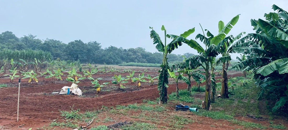 Nova variedade de banana pesquisada em Lucas do Rio Verde apresenta bons resultados