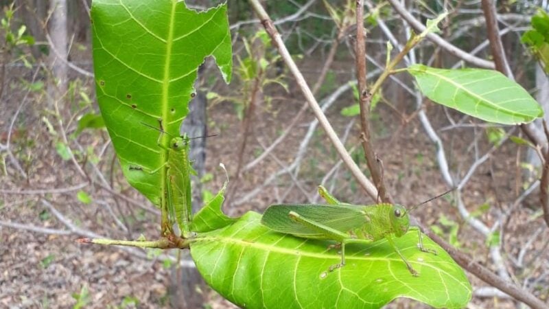 Nuvem de gafanhotos destrói pomar e causa prejuízos em cidade de Mato Grosso
