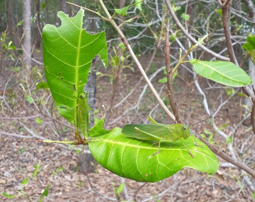 Nuvem de gafanhotos destrói pomar e causa prejuízos em cidade de Mato Grosso