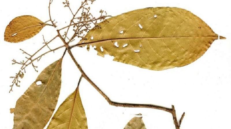 Folha de louro tem substância antidepressiva, descobrem cientistas