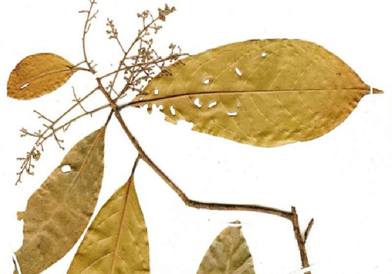 Folha de louro tem substância antidepressiva, descobrem cientistas