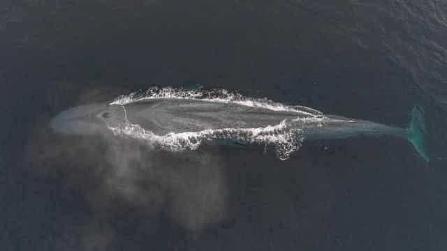 Registrados casos ‘inéditos’ de orcas caçando baleias azuis na Austrália