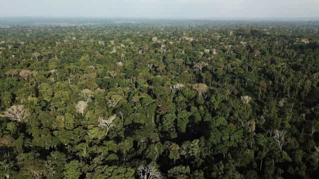 Piloto que sobreviveu 36 dias na selva é denunciado por transporte ilegal