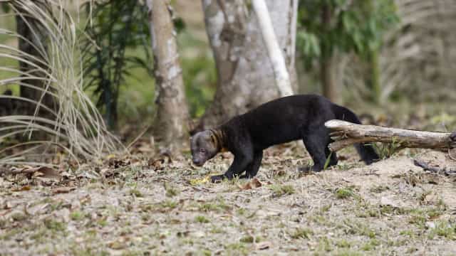Visitantes quebram vidro de jaula em zoológico para salvar irara
