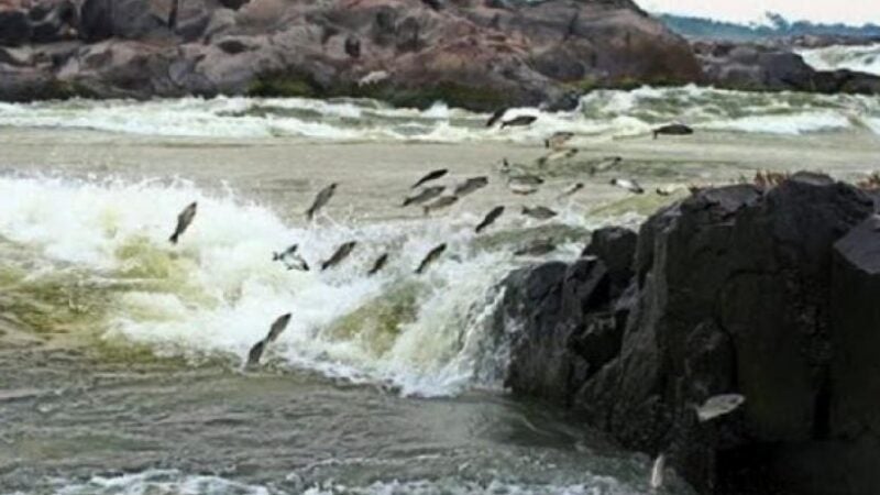 Piracema termina nesta segunda-feira nos rios de MT