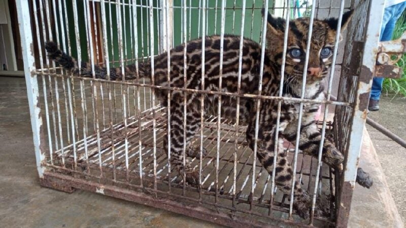 Sema recebe filhote de jaguatirica resgatado pela Polícia Civil em Nova Monte Verde