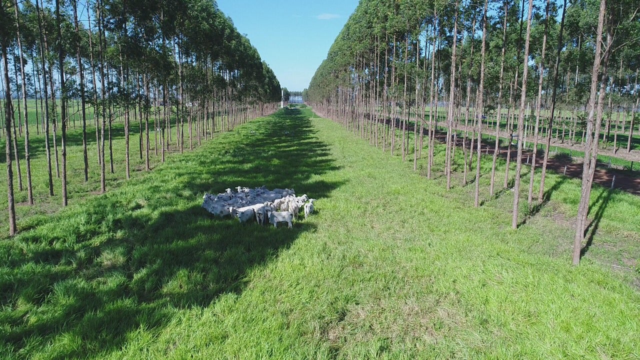 Norte Show em Sinop apoia Embrapa em pesquisa de redução de carbono na atmosfera