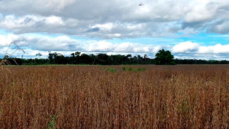 Colheita de soja em Mato Grosso chega a 67% da área total; umidade preocupa produtores