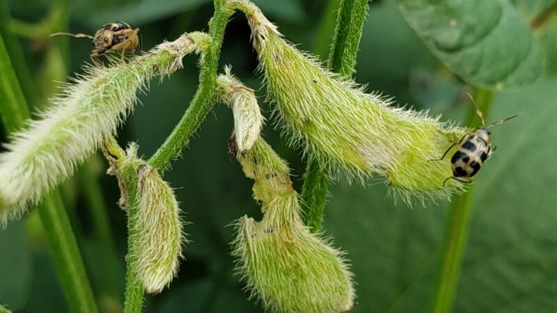 Produtor deve monitorar incidência da vaquinha-preta-e-amarela nas lavouras de soja