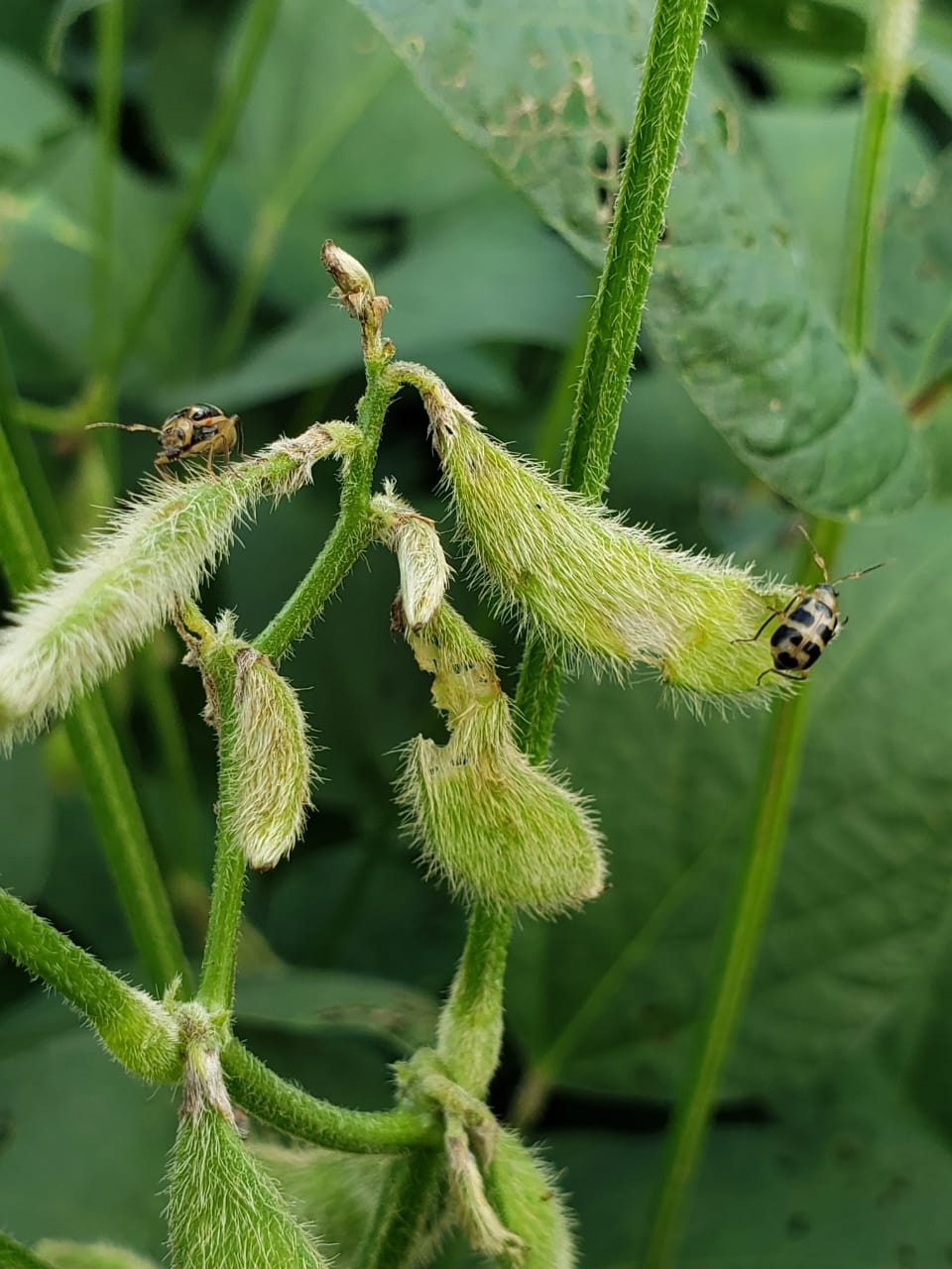 Produtor deve monitorar incidência da vaquinha-preta-e-amarela nas lavouras de soja