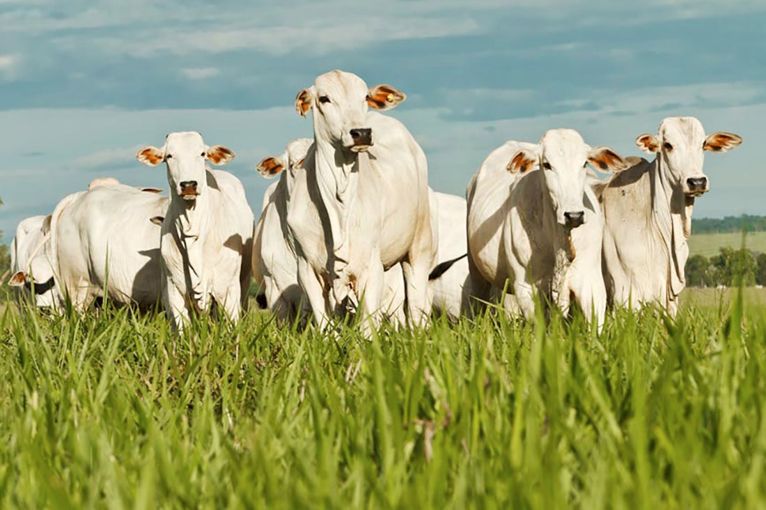 Programa itinerante para fortalecer a pecuária será em março e abril no Nortão