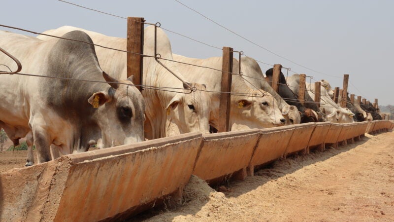 Exportação de carne bovina para a China estimula os preços da pecuária e fomenta toda a cadeia no Brasil