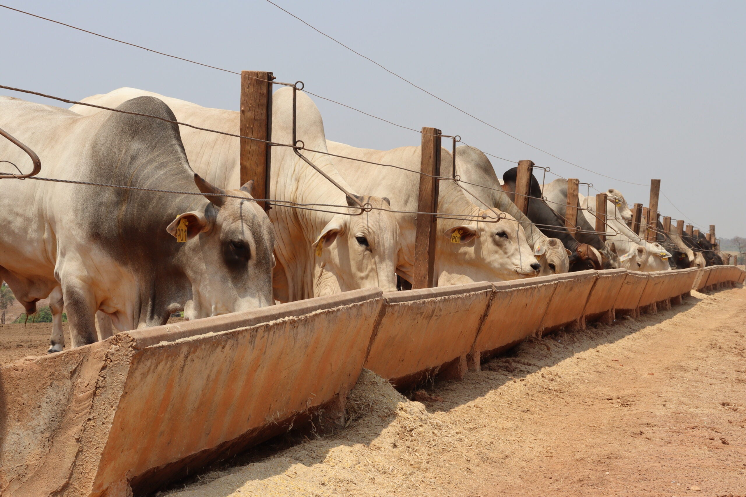 Exportação de carne bovina para a China estimula os preços da pecuária e fomenta toda a cadeia no Brasil