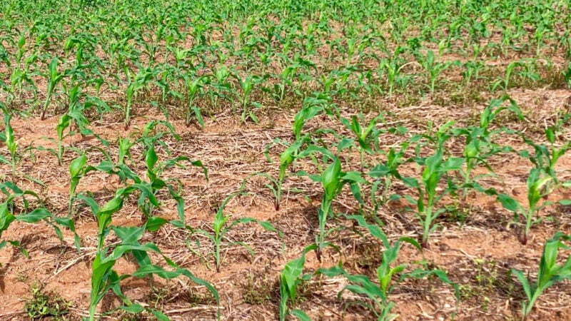 Custo do plantio do milho de alta tecnologia em Mato Grosso aumenta 34%