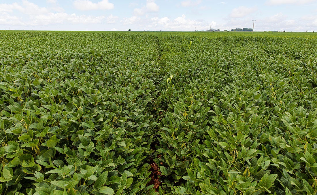 Termina este mês prazo para produtores de soja cadastrarem área plantada em Mato Grosso
