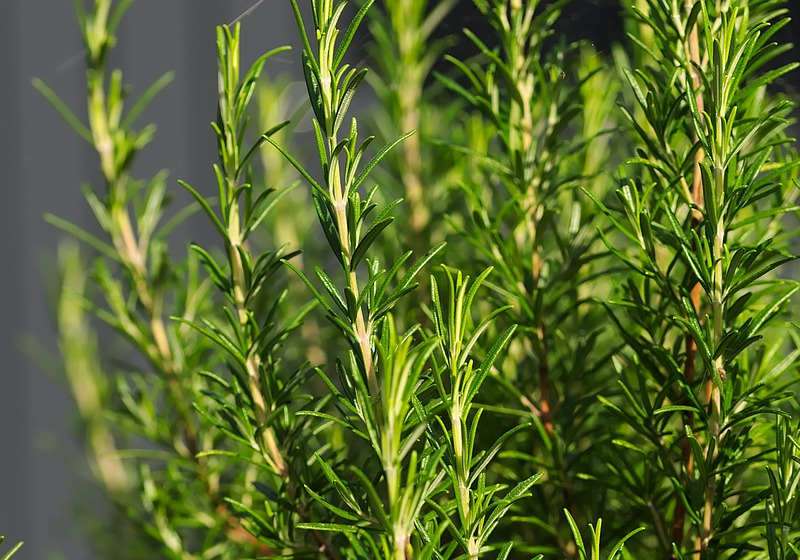 Composto de alecrim bloqueia ação da Covid mostra estudo científico