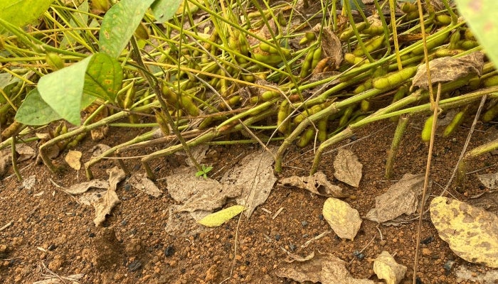Embrapa define metodologia de coleta e faz pesquisa sobre quebramento da haste da soja