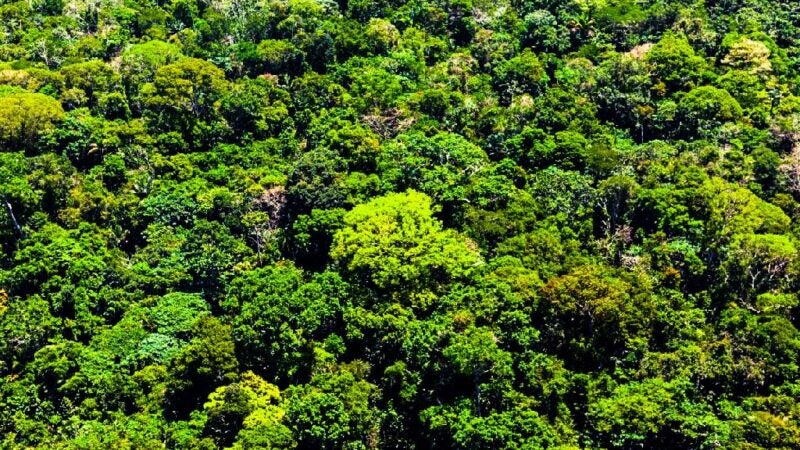 Mato Grosso reduz em 22% alertas de desmatamento nos últimos 6 meses