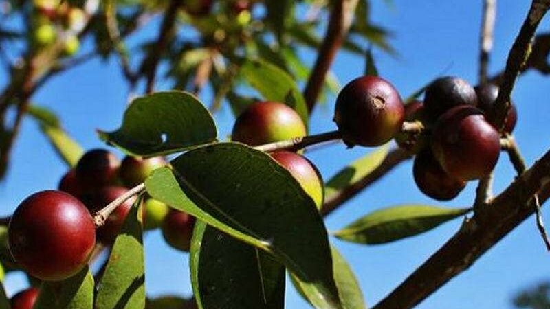 Fruta brasileira usada contra o câncer será testada em pacientes no Canadá