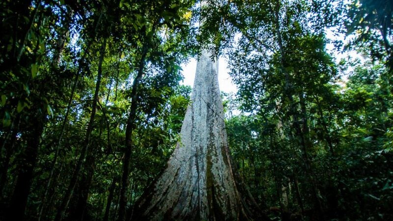 Dados oficiais do INPE apontam queda de 22% no desmatamento em Mato Grosso