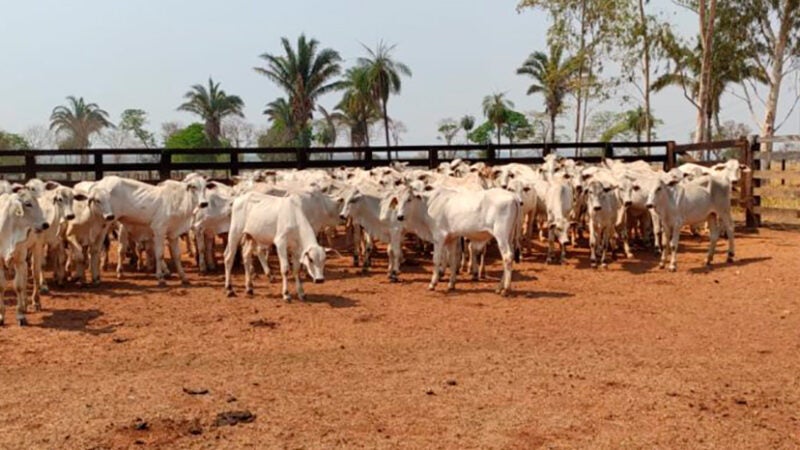 Mato Grosso tem novo recorde na pecuária; 2 municípios do Nortão entre maiores criadores