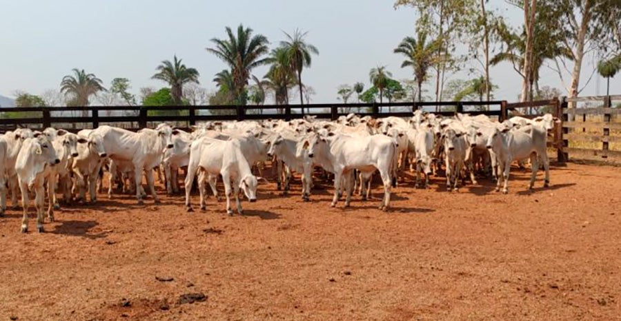 Mato Grosso tem novo recorde na pecuária; 2 municípios do Nortão entre maiores criadores