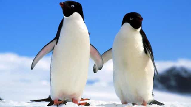 Pinguins do mesmo sexo viram pais adotivos em zoológico de Nova York