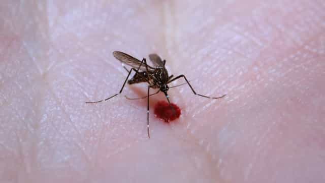 Dengue se espalha e pressiona serviços de saúde em cinco Estados