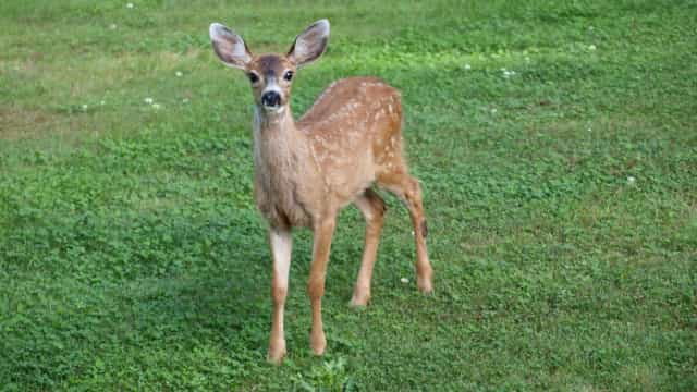 EUA. Descoberta da Ômicron em animais gera preocupação sobre variantes