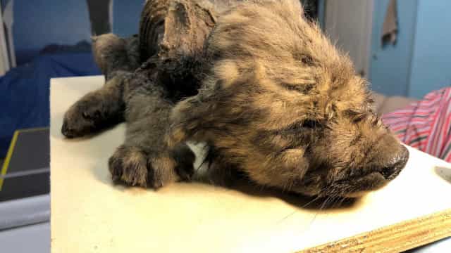 Descobertas fascinantes que ficaram congeladas (literalmente) no tempo