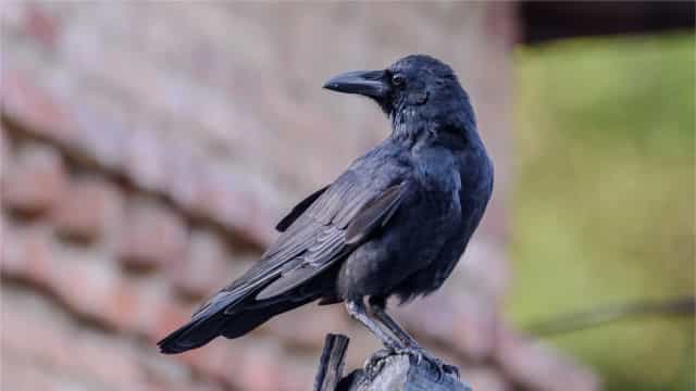 Projeto sueco tenta ‘contratar’ corvos para apanhar bitucas de cigarro