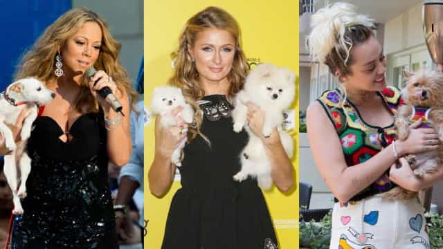 Famosos que tem números inacreditáveis de animais de estimação!