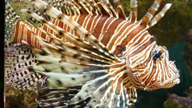 Governo alerta banhistas e pescadores sobre perigos do peixe-leão