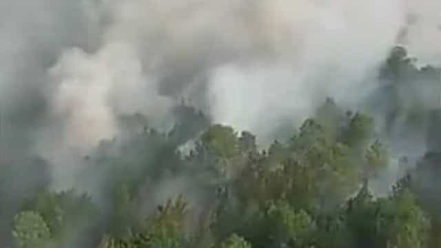 Incêndios na Argentina destroem natureza e ameaçam animais