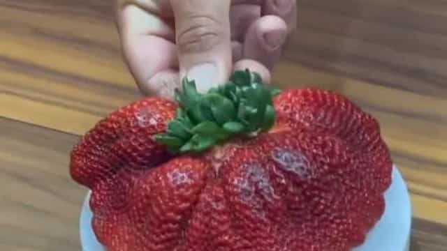 Este é o maior morango do mundo. Veja o vídeo