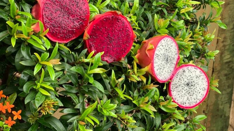 Governo do Estado promove encontro técnico com produtores de pitaya no Médio Norte