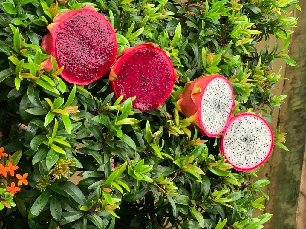 Governo do Estado promove encontro técnico com produtores de pitaya no Médio Norte