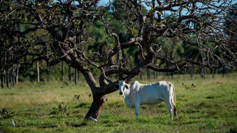 Sema aprimora Cadastro Ambiental Rural para garantir a regularização dos imóveis