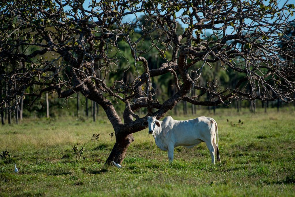 Sema aprimora Cadastro Ambiental Rural para garantir a regularização dos imóveis
